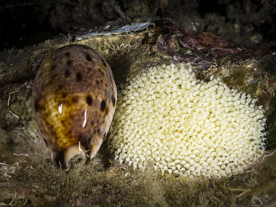 Lyncina lynx